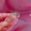 Arwen Crown Ring - 925 Sterling Silver Rings - EVENSTAR -LOTR Inspired